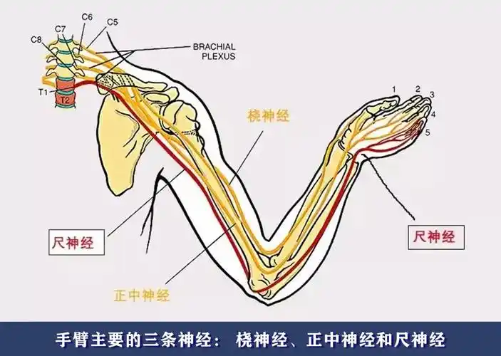 颈椎对应的手指神经区域|图片素材来源:网络
