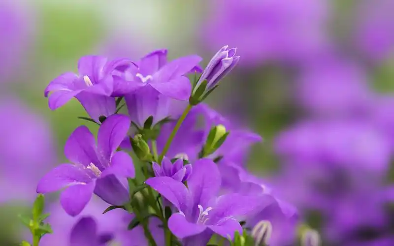 紫色桔梗花唯美摄影图片桌面壁纸.