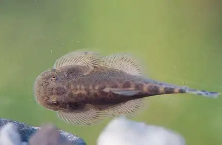 河里趴在石头上的鱼叫什么鱼