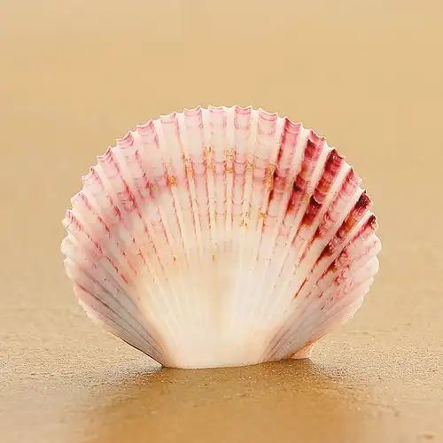 天然海螺贝壳彩色扇贝8cm鱼缸造景海洋拍摄海螺