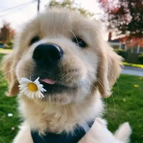 2021最火狗狗微信头像