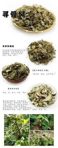 寻骨风的功效与作用(教你具的使用方法)