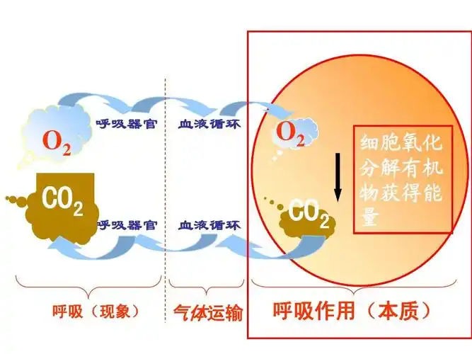 生物必修一细胞呼吸