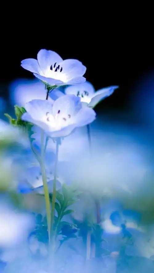 【虎斑收录】高清壁纸 植物 花卉 唯美图片 优美图片