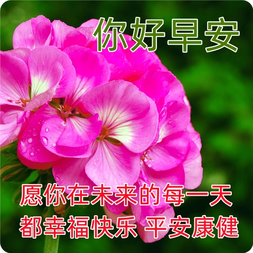 今日最新版早上好表情图片大全,幸福安康,清晨愉快!_朋友_问候_什么