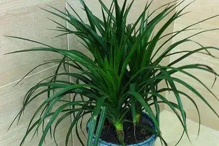 龙雪兰的养殖方法和注意事项