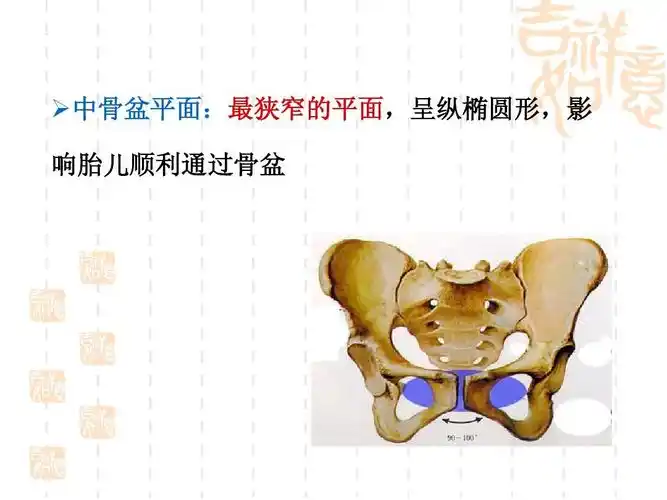 分类 高等教育 医学 女性生殖系统解剖与生理ppt 课件  中骨盆平面:最