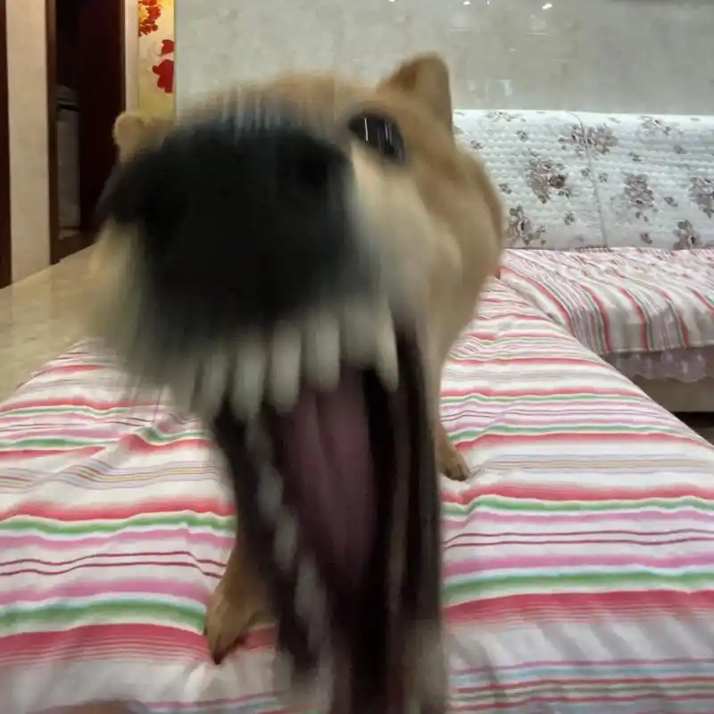 狗狗叫仔仔我才是卷心菜[流泪] 置顶 1年前·上海 1213 分享 回复