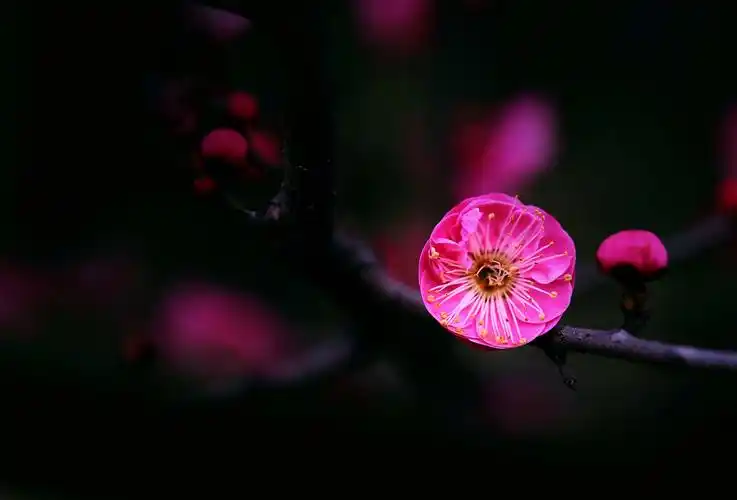 暗香之红梅贺春