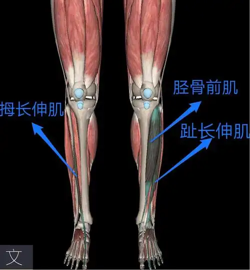 下肢肌肉