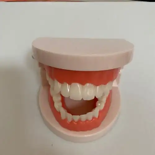 假牙齿道具牙科口腔牙齿教学牙成人全口标准模型模型模型模型模型