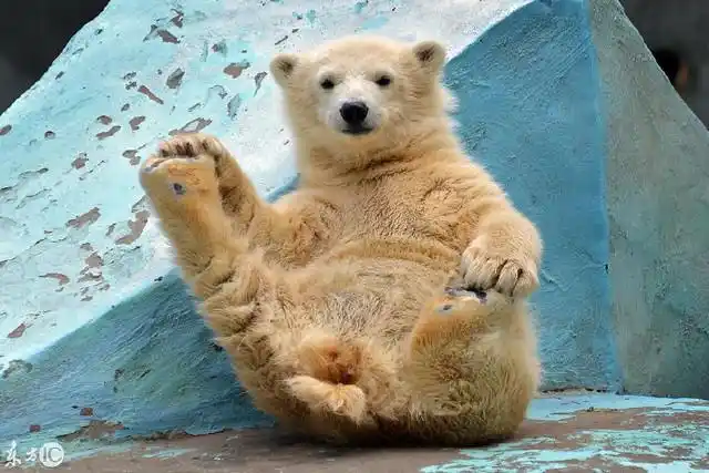 搞怪动物照片:不仅给摄影师抛媚眼,还实力抢镜