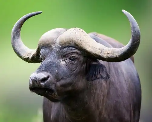 水牛 水牛奶和纯牛奶有什么区别