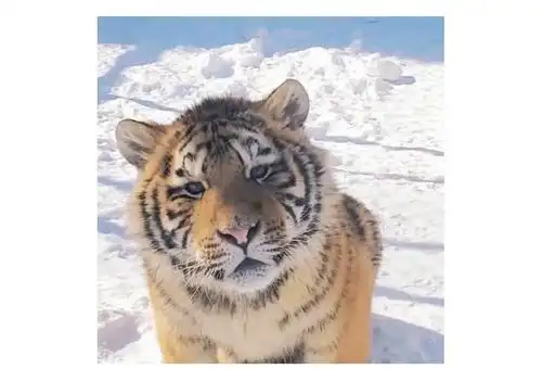 求这张小老虎的图片