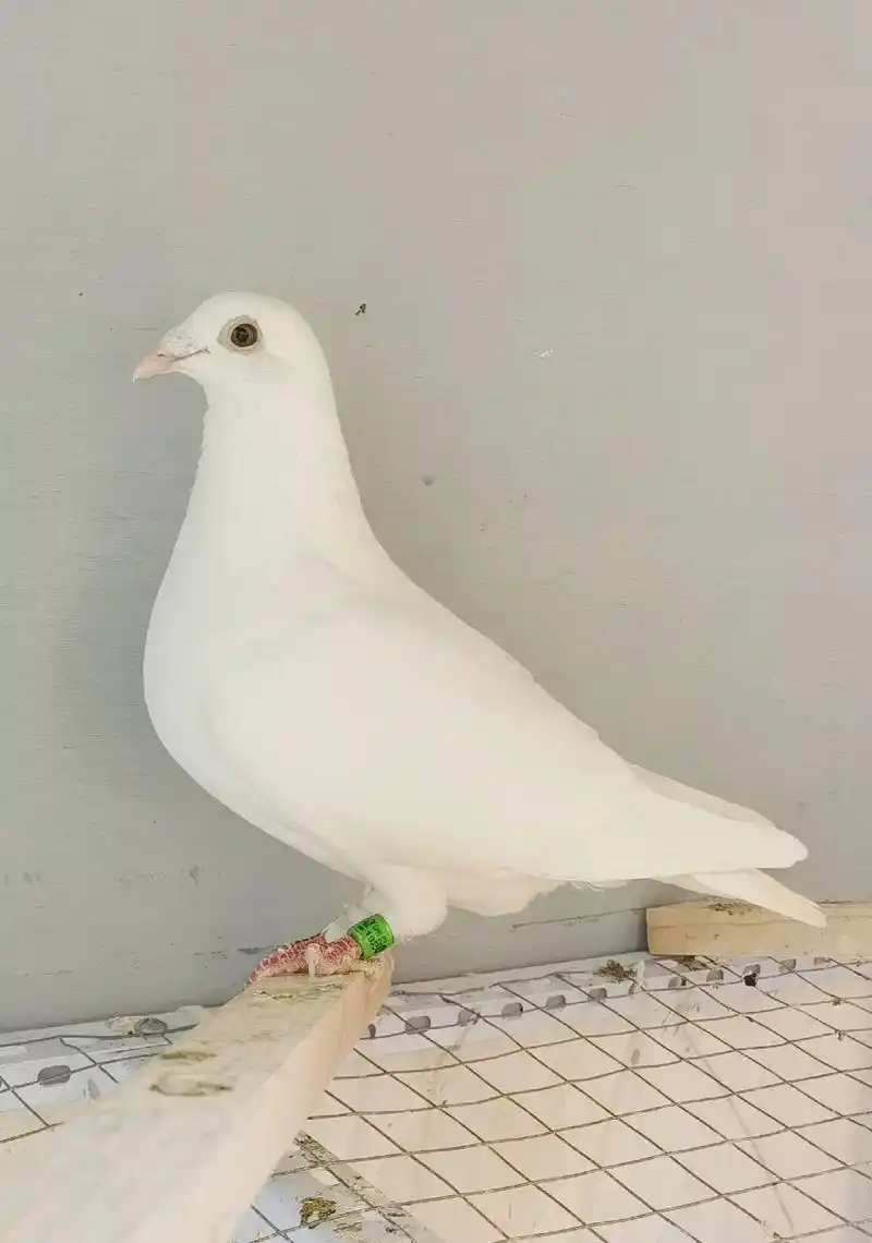 特留锡坤白异瞳纯白种鸽.特留锡坤白异瞳纯白种鸽 参考雌 双边 - 抖音