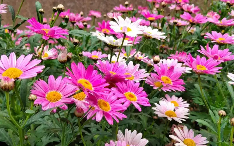 玛格丽特怎么养,做好这些轻松爆盆,还怕开不成花海吗