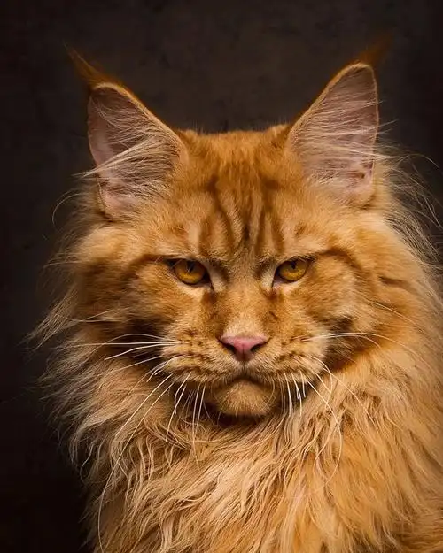 被称为"迷人的巨猫",它就是缅因猫!_买猫百科_猫猫资讯_宠纳网