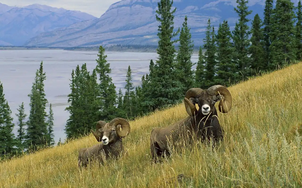 温驯可爱的山羊桌面壁纸下载 第三辑