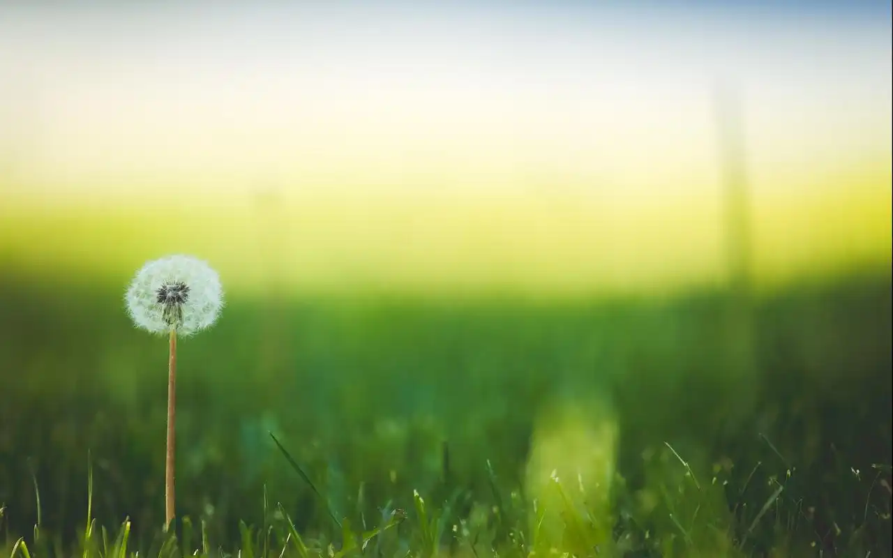 简约小清新花卉图片桌面壁纸