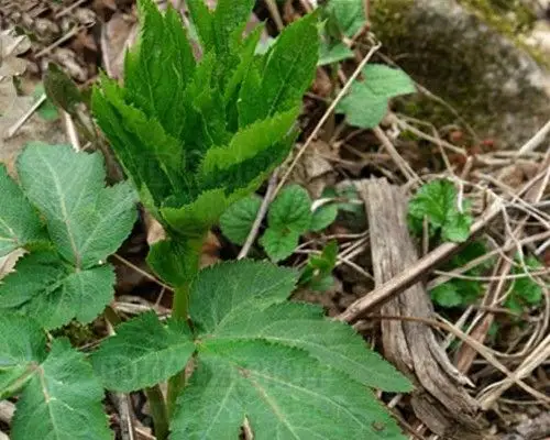 本草纲目:土当归