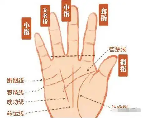 如果是芊芊细手之无名指长于食指之人,大多是艺人,如果命运线粗直长