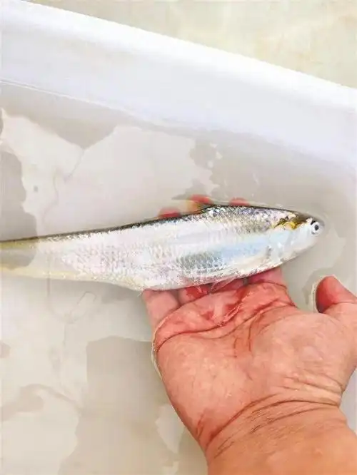 "刀鱼是洄游性鱼类,对水温,水流速度,饵料等要求较高,人工养殖刀鱼因