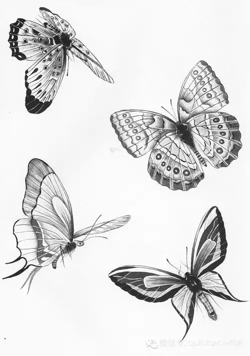 国画基础教程工笔蝴蝶画法与线描画谱