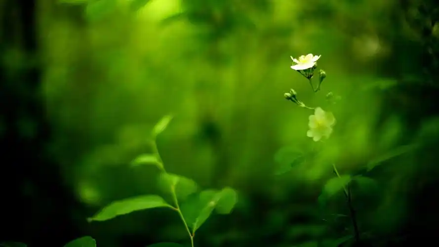 【一组高清绿色植物保护视力墙纸桌面壁纸】-【软件及服务】论坛