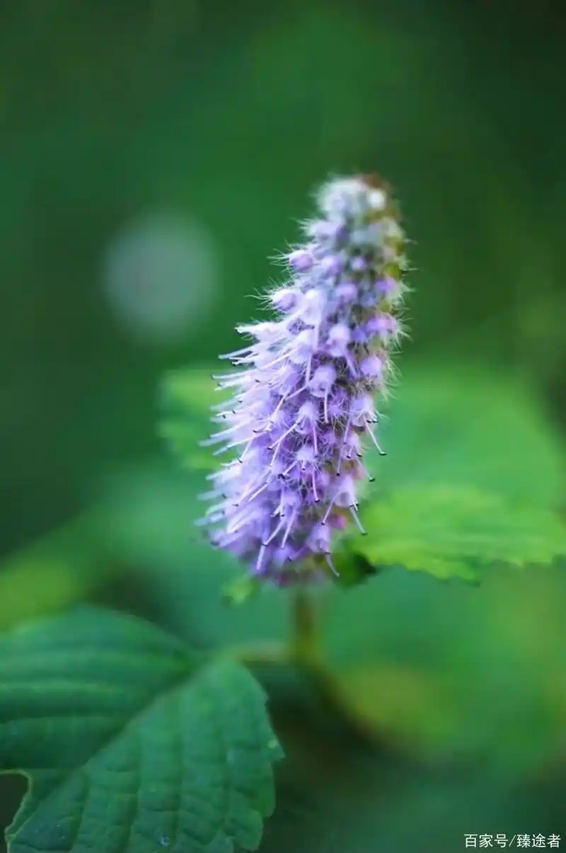紫色的香薷图集