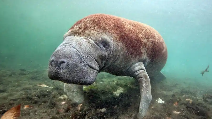 海牛是海洋哺乳动物,动物-回车桌面