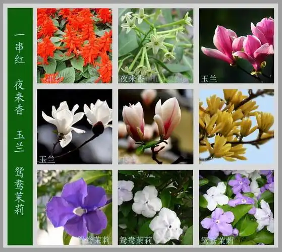 百花图谱——世界上最全的花名