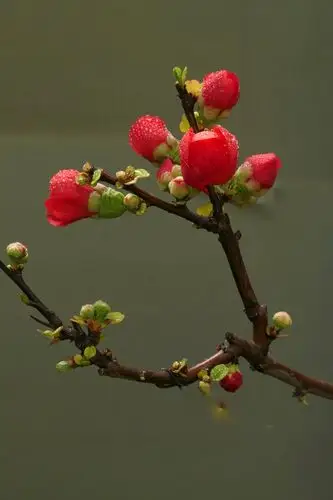 中山公园塘花坞百花迎春—摄于2021年春节前夕