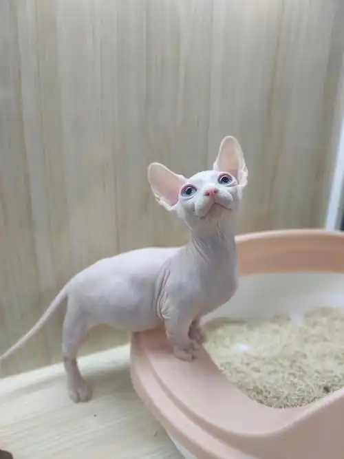 巴比诺矮脚无毛猫