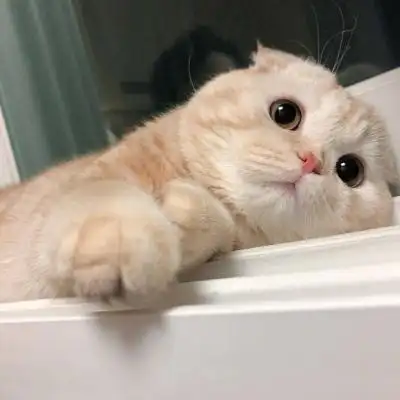 苏瓷:可爱猫咪头像(宠物 可爱 微信 猫咪 卡哇伊)