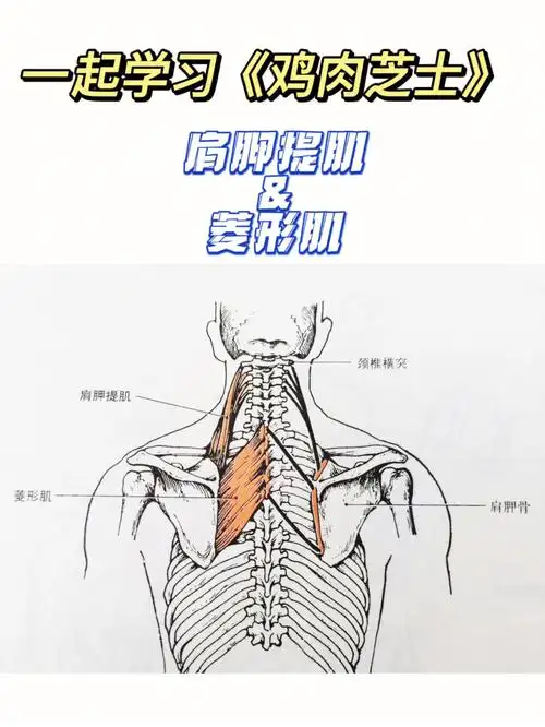 肌深面[绿色心形r]起点:第1～4颈椎横突[绿色心形r]止点:肩胛骨内测角