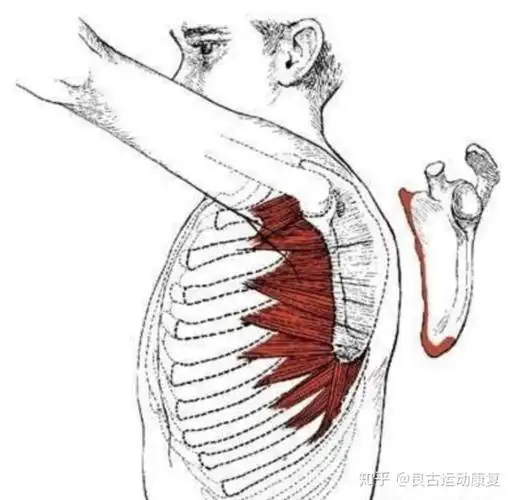 泡沫轴筋膜放松系列前锯肌详解