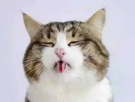 猫咪吐舌头真可爱了,不过它们可不是在冲人卖萌,原来是因为这些