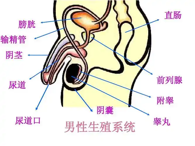 环境科学/食品科学 青春健康ppt 直肠 膀胱 输精管 阴茎 尿道 阴囊