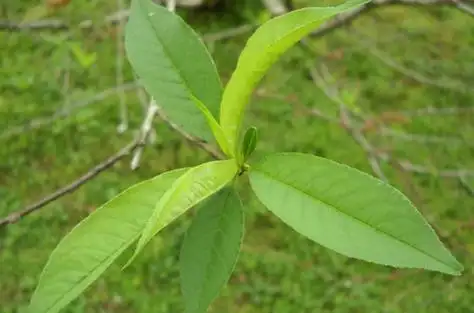 梅花叶子枯黄是什么原因造成的有可能是这四点原因