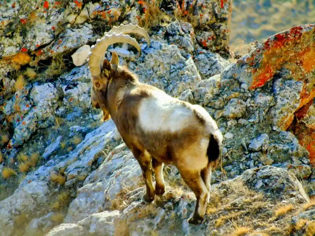 和静北山羊 #爱护大自然保护野生动物 #万物皆有灵性 #万人 - 抖音