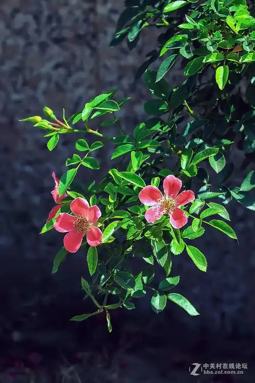 景深练习-中关村在线摄影论坛