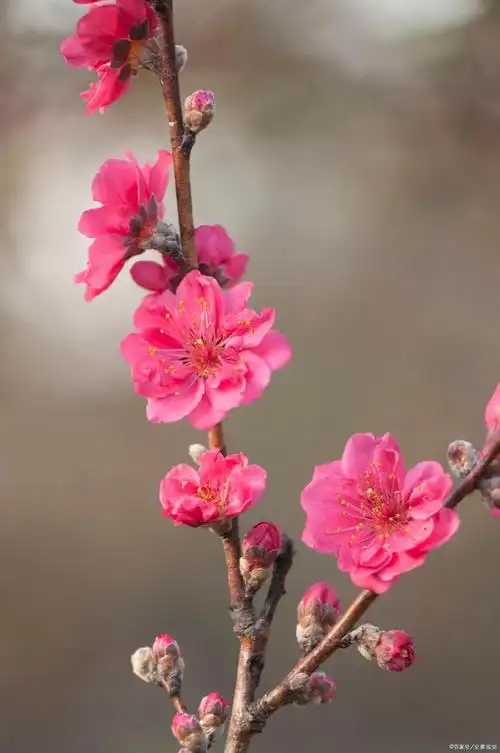 江南无所有,聊赠一枝春.南北朝:陆凯(图:梅花)