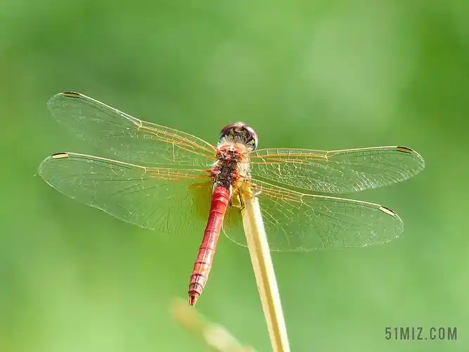 蜻蜓 红色 动物 昆虫 昆虫飞行 深红 heidelibelle