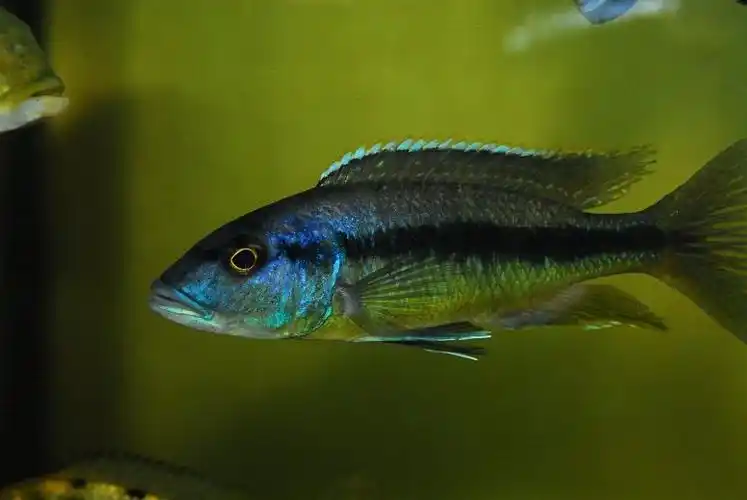 三湖马鲷---圣安娜