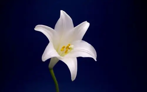 云裳仙子淡雅百合花图片