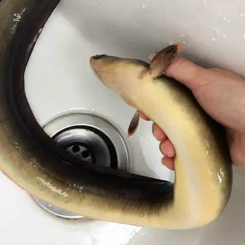 特价鳗鱼活体 野生_野生河鳗鲜活水产活体鳗鱼单条1.