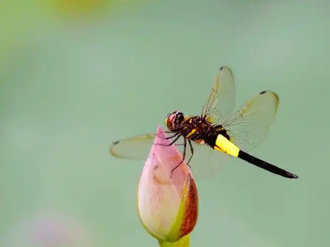 壁纸 蜻蜓,荷花花蕾 1920x1440 hd 高清壁纸, 图片, 照片