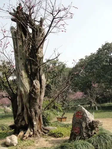 赏超山古梅——抗疫杂想(26)