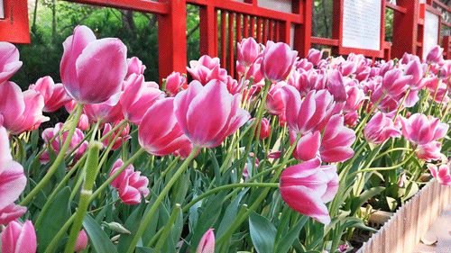 4月一定要去一次人民公园!_郁金香