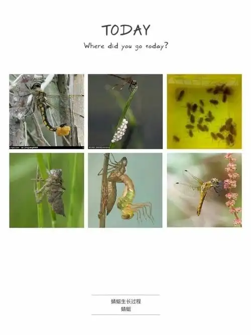 蜻蜓的幼虫生活在水中,大自然就像魔术师,把美丽的蜻蜓变出来了.